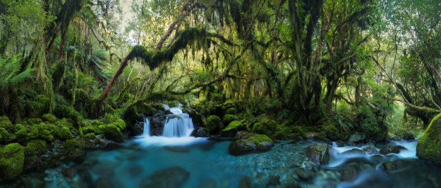 nzforest